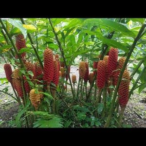 Meet your Posher, Sheba